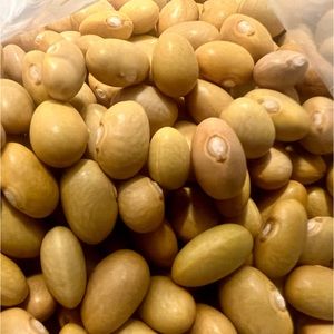 Peruvian Canary Beans Peas Seeds Gardening Phaseolus Vulgaris Organic 1 LB